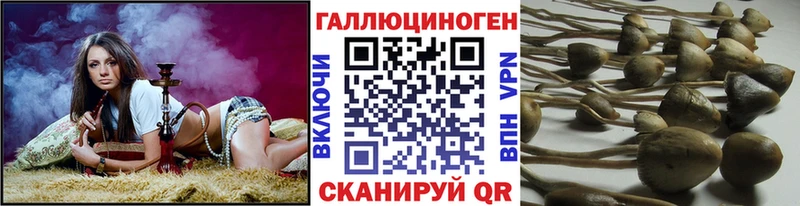 Псилоцибиновые грибы Psilocybe  Георгиевск 
